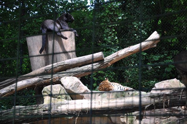 min 2013 07 06 beauval 172
